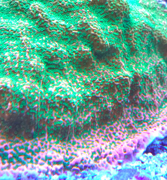 TSA Applejacks Monti