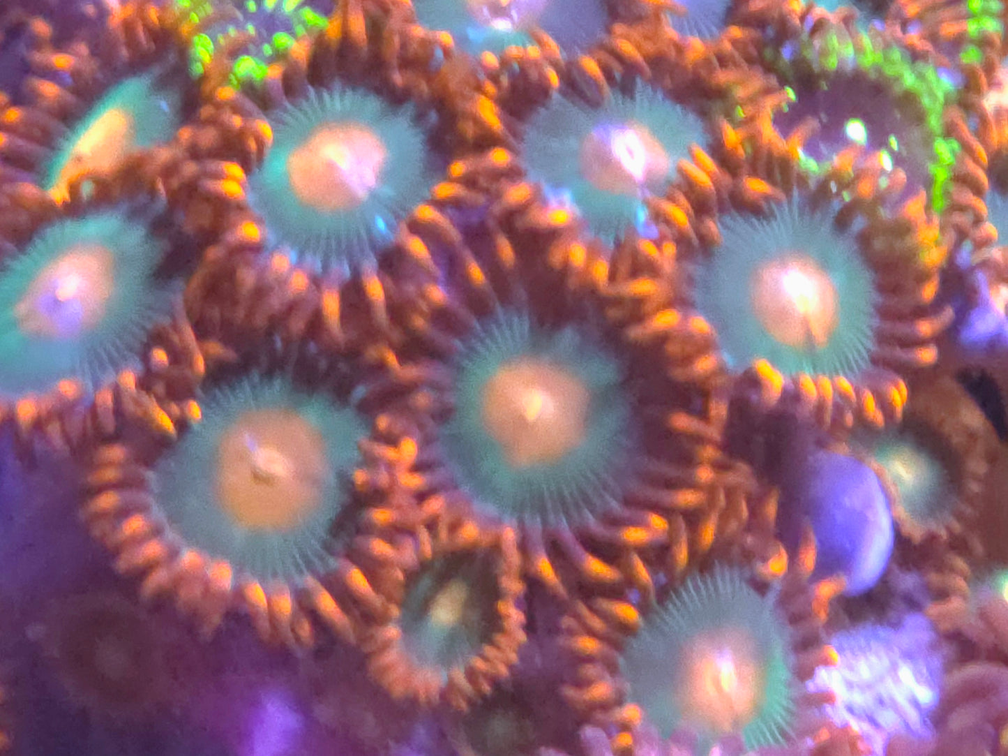 Gatorade Zoas
