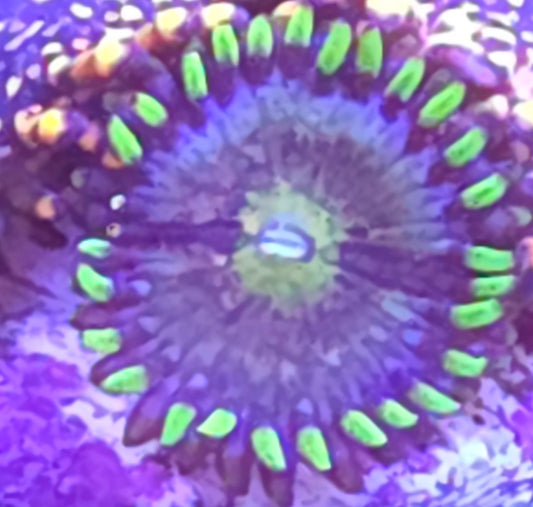 Nirvana Zoa
