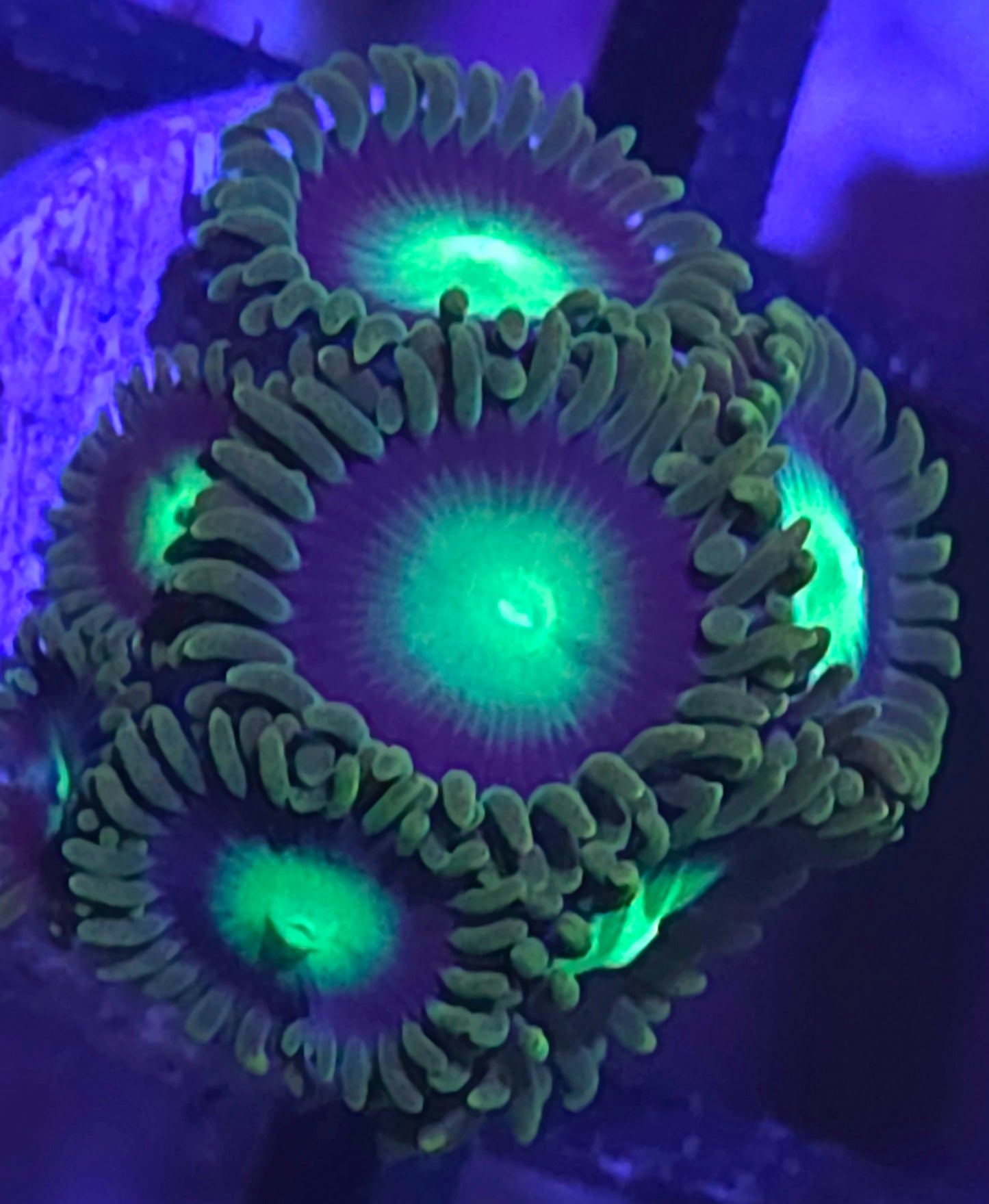 Radioactive Dragon Eye Zoas
