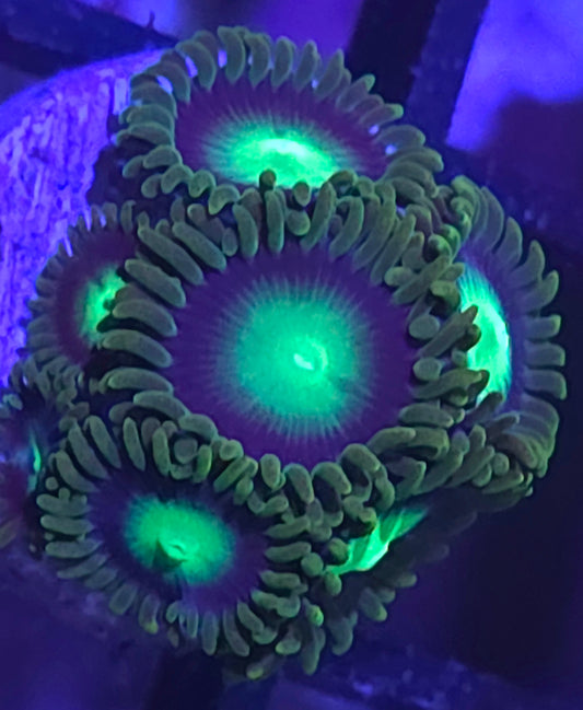Radioactive Dragon Eye Zoas