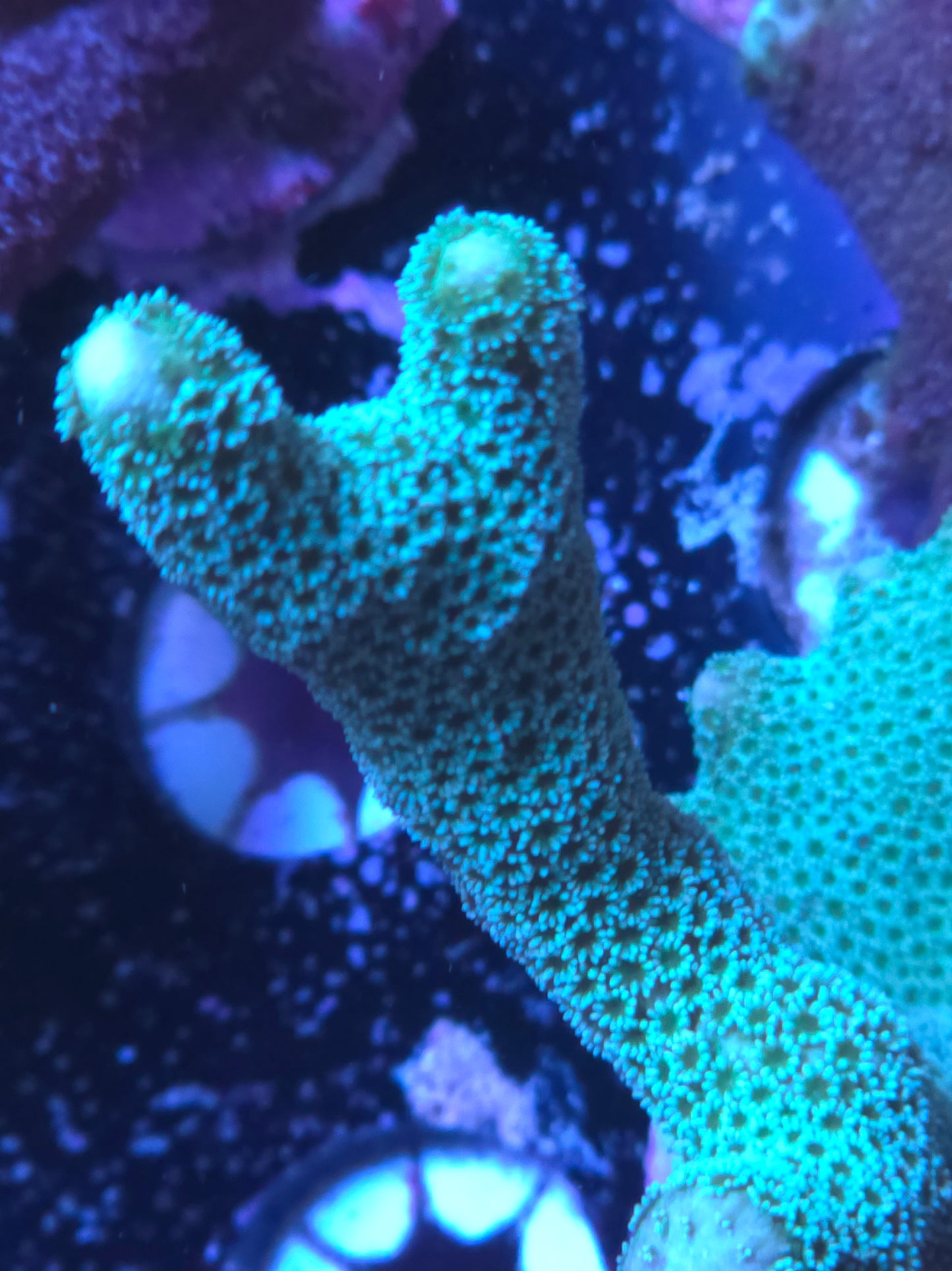 Teal Digi - Cut to Order