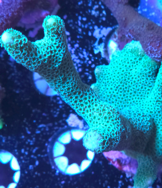 Teal Digi - Cut to Order