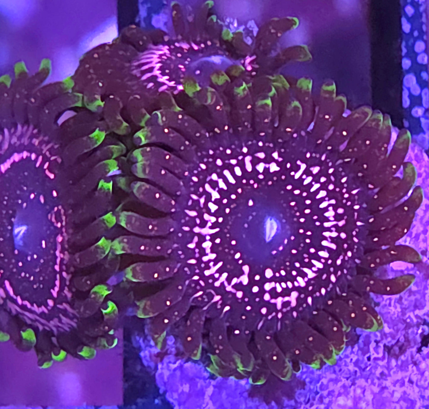 WWC Taser Zoa