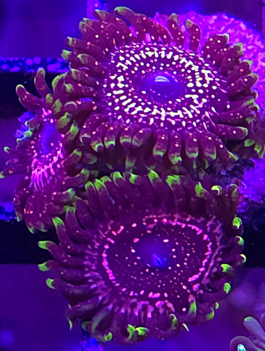 WWC Taser Zoa