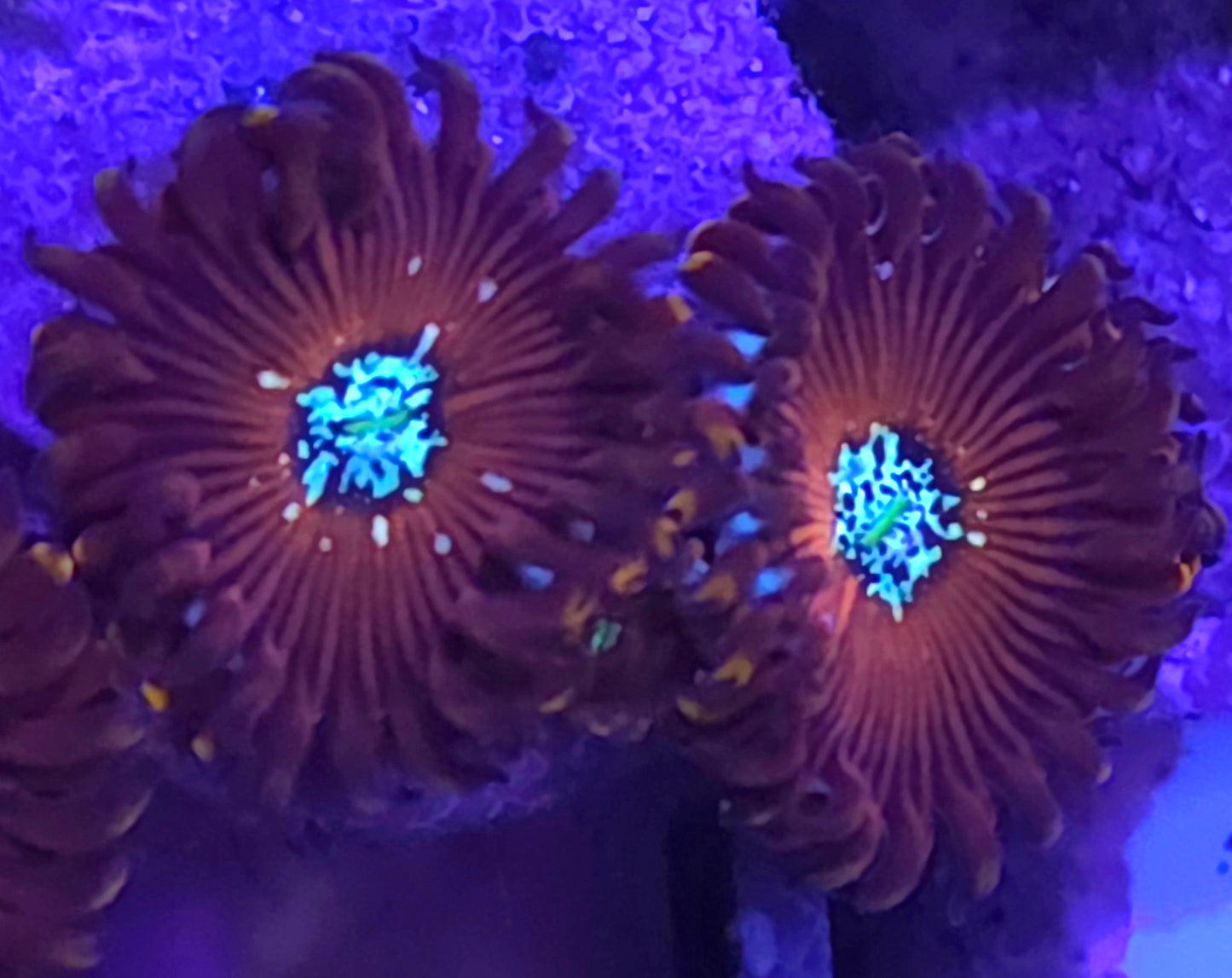 Magician zoas