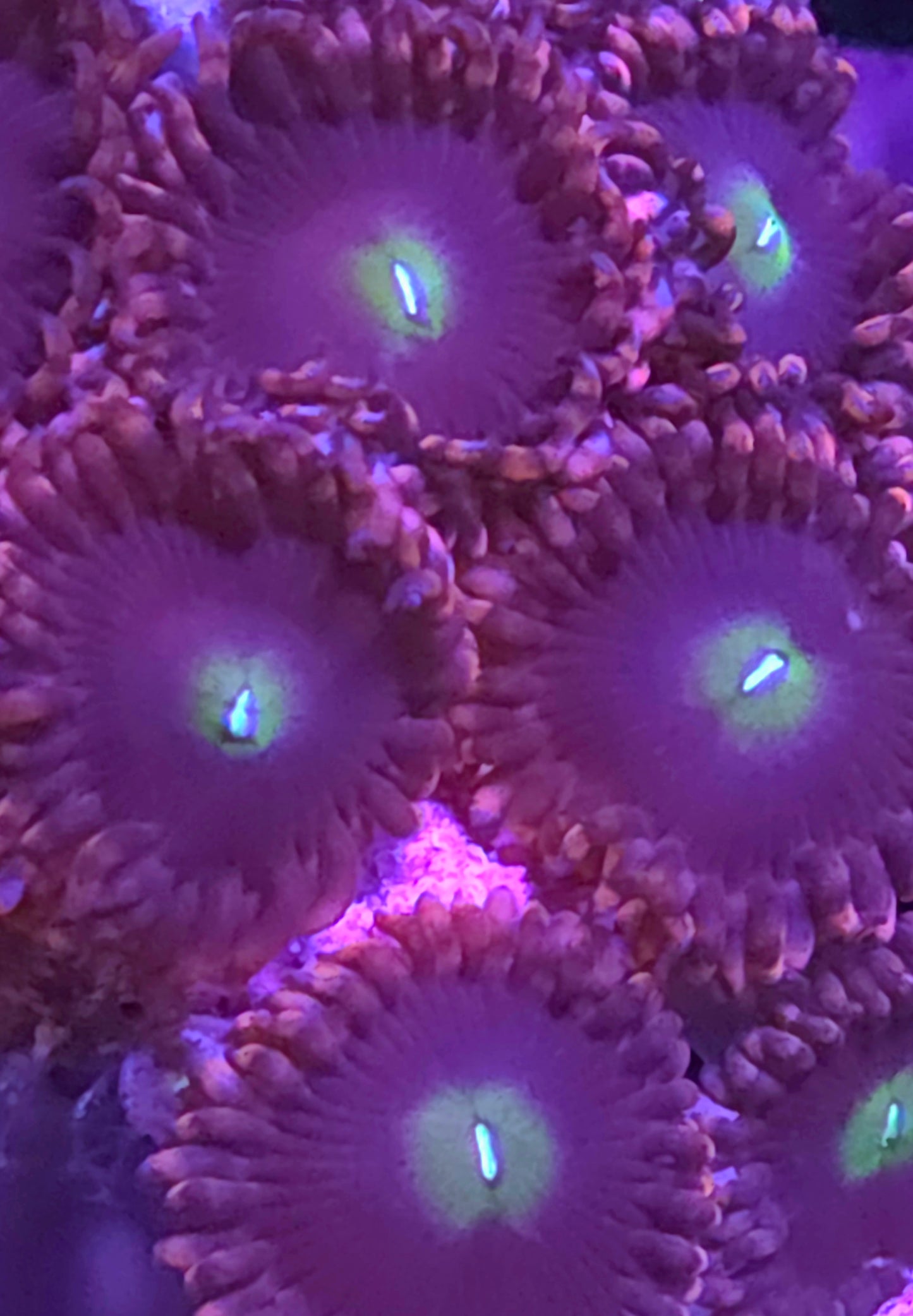 Twisted Sister Zoa