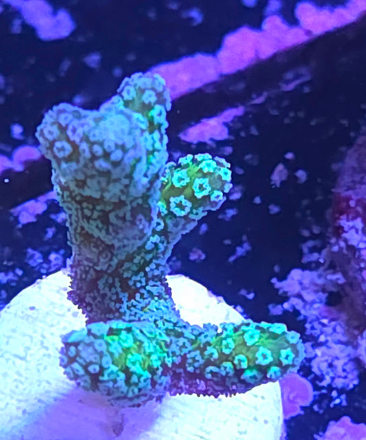 JF Enchanted Forest Bird Nest