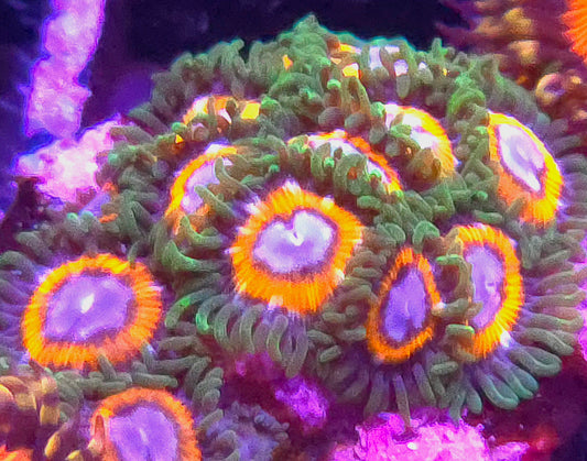 JF Fairy Tale Zoas