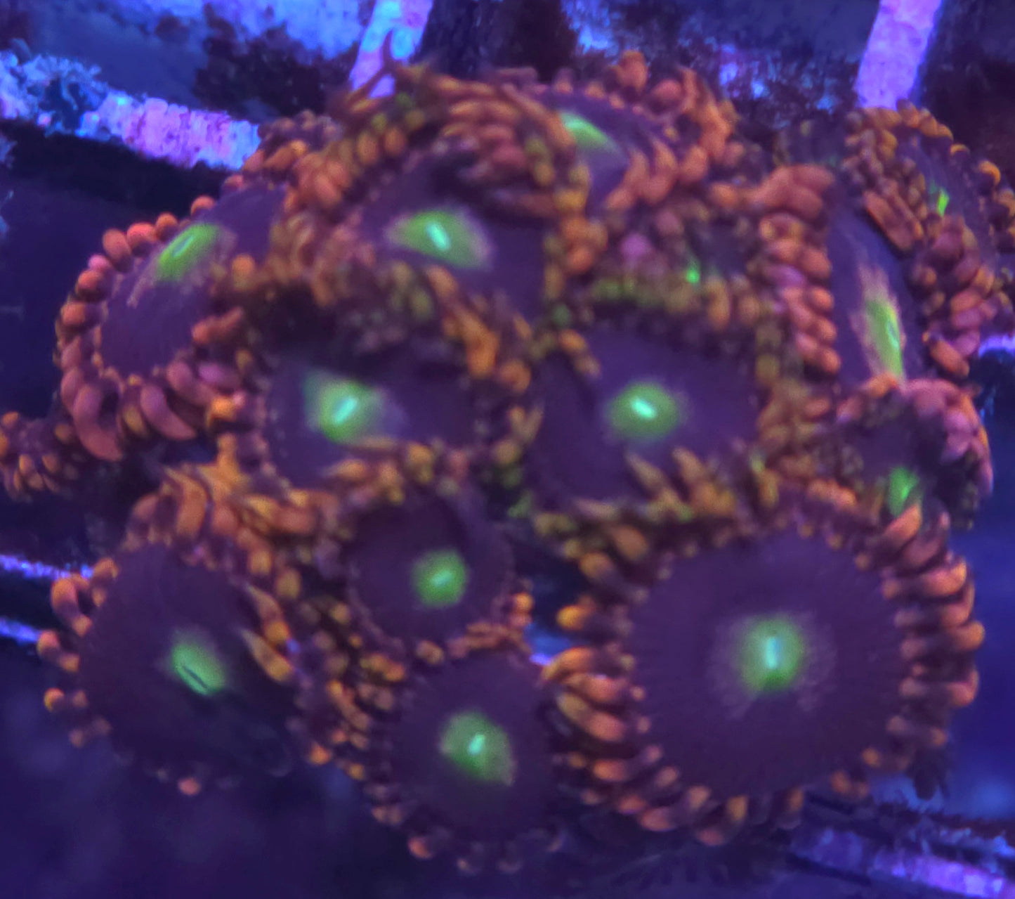 Bozos Birthday Zoa Colony