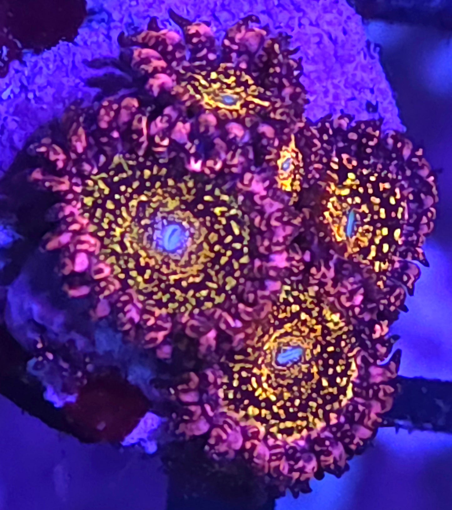 JF Frankies Acid Trip Zoas