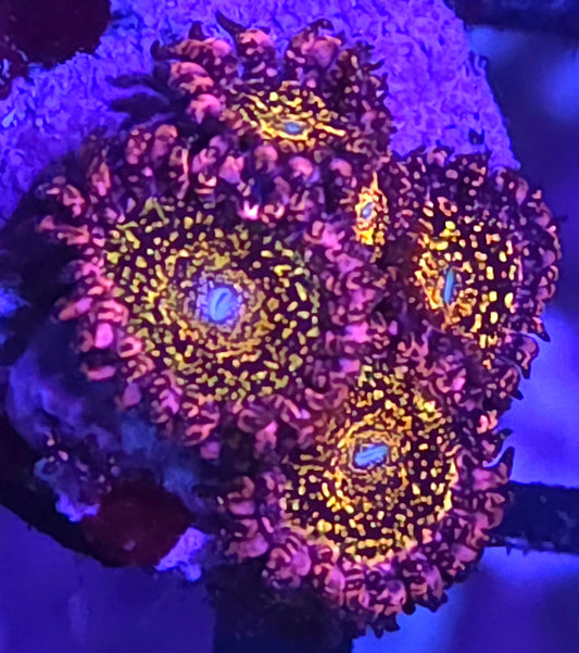 JF Frankies Acid Trip Zoas