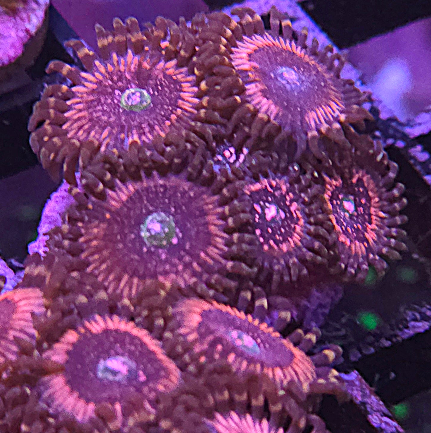 Pink Zipper Zoas
