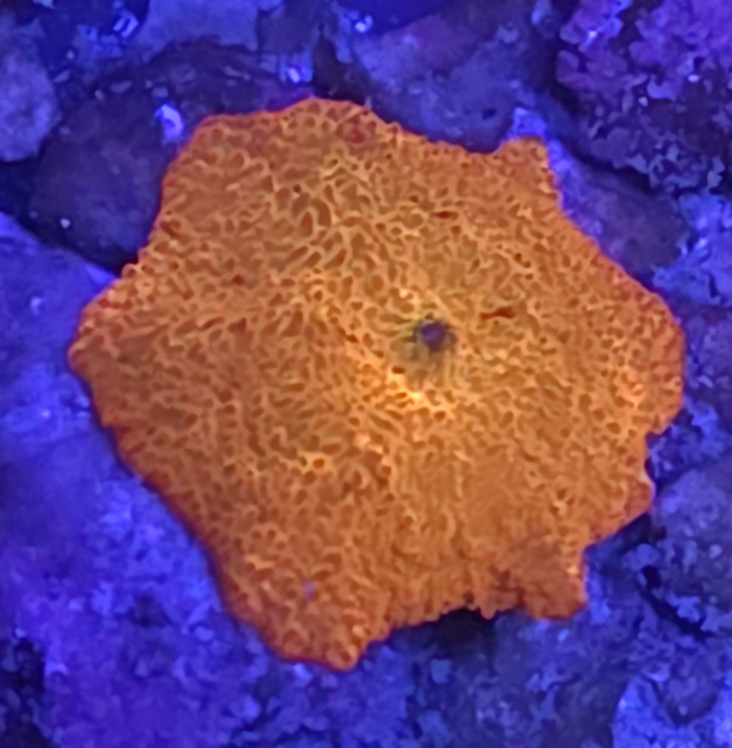 Jawbreaker Mushroom Baby