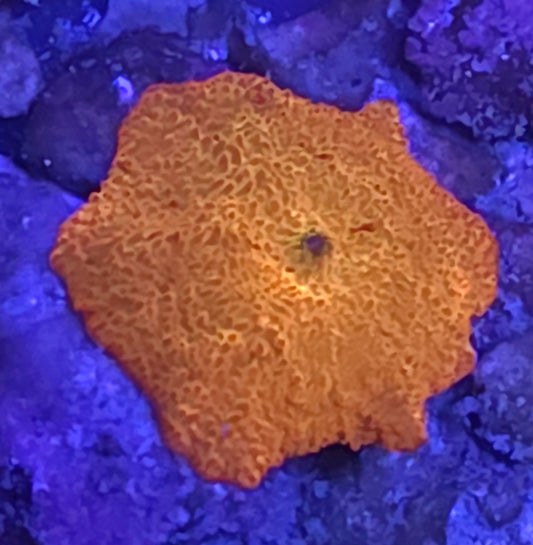 Jawbreaker Mushroom Baby