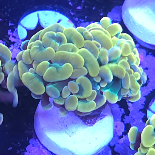 Gold Hammer flash deal