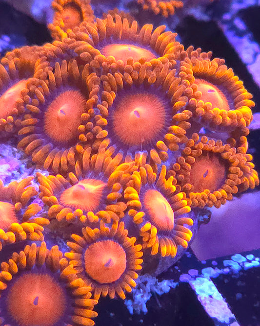 Orange Bam Bam Zoas
