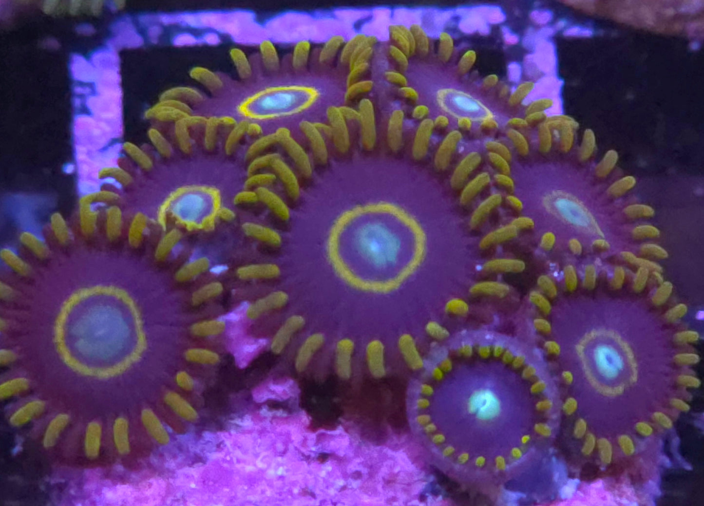 Blue Hornet Zoas
