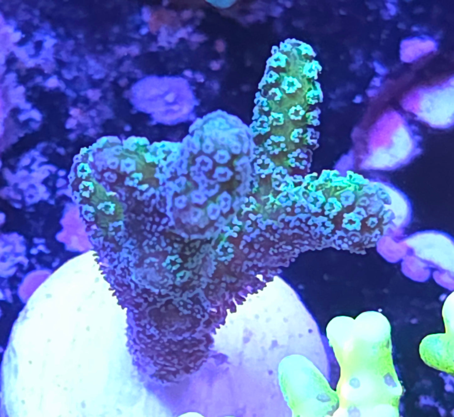 JF Enchanted Forest Bird Nest