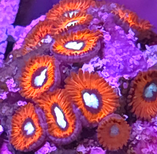 Charmander Zoas