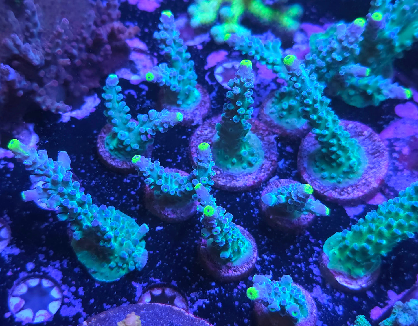 WWC Yellow Tip Acro