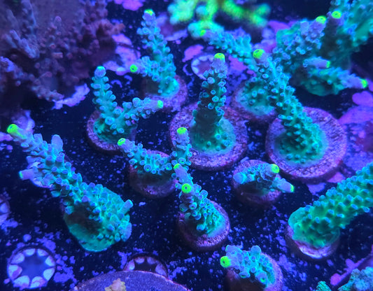 WWC Yellow Tip Acro