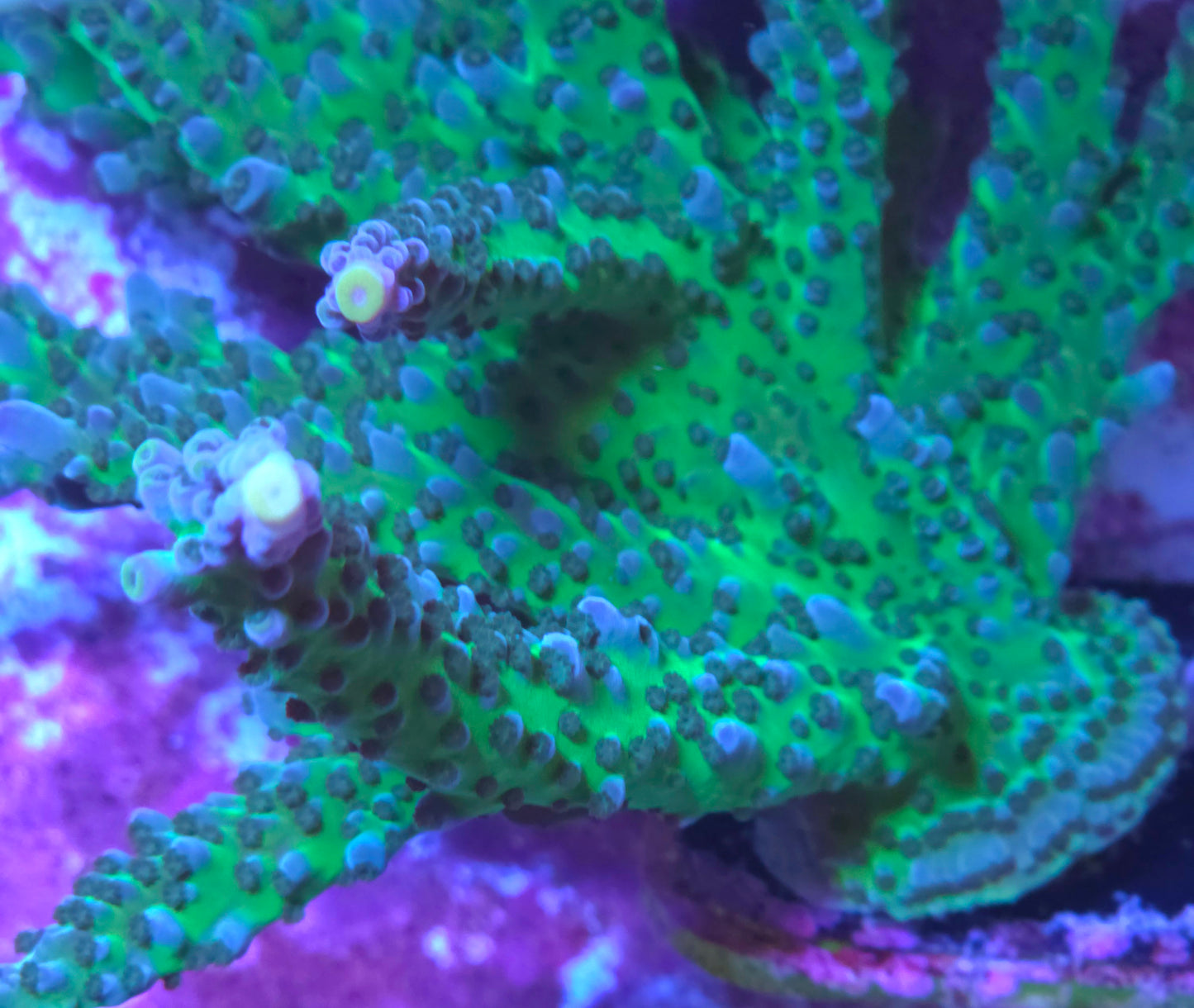 Miyagi Tort - Cut To Order