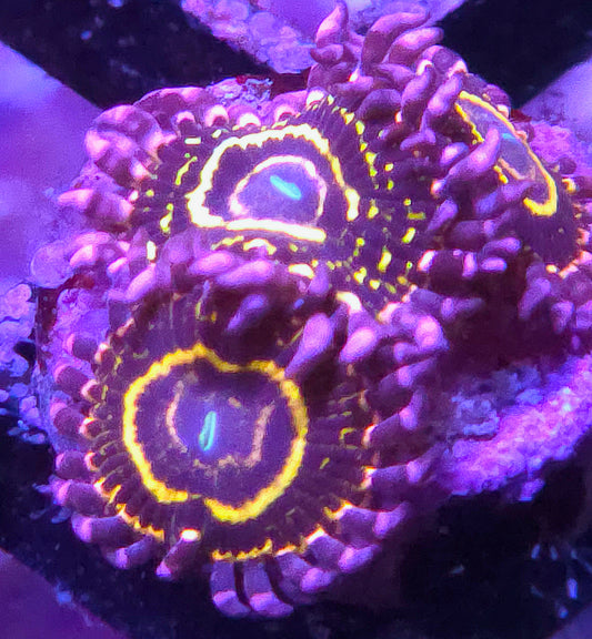 Stratosphere Zoas