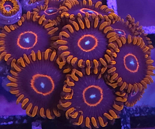 Red Hornet Zoas