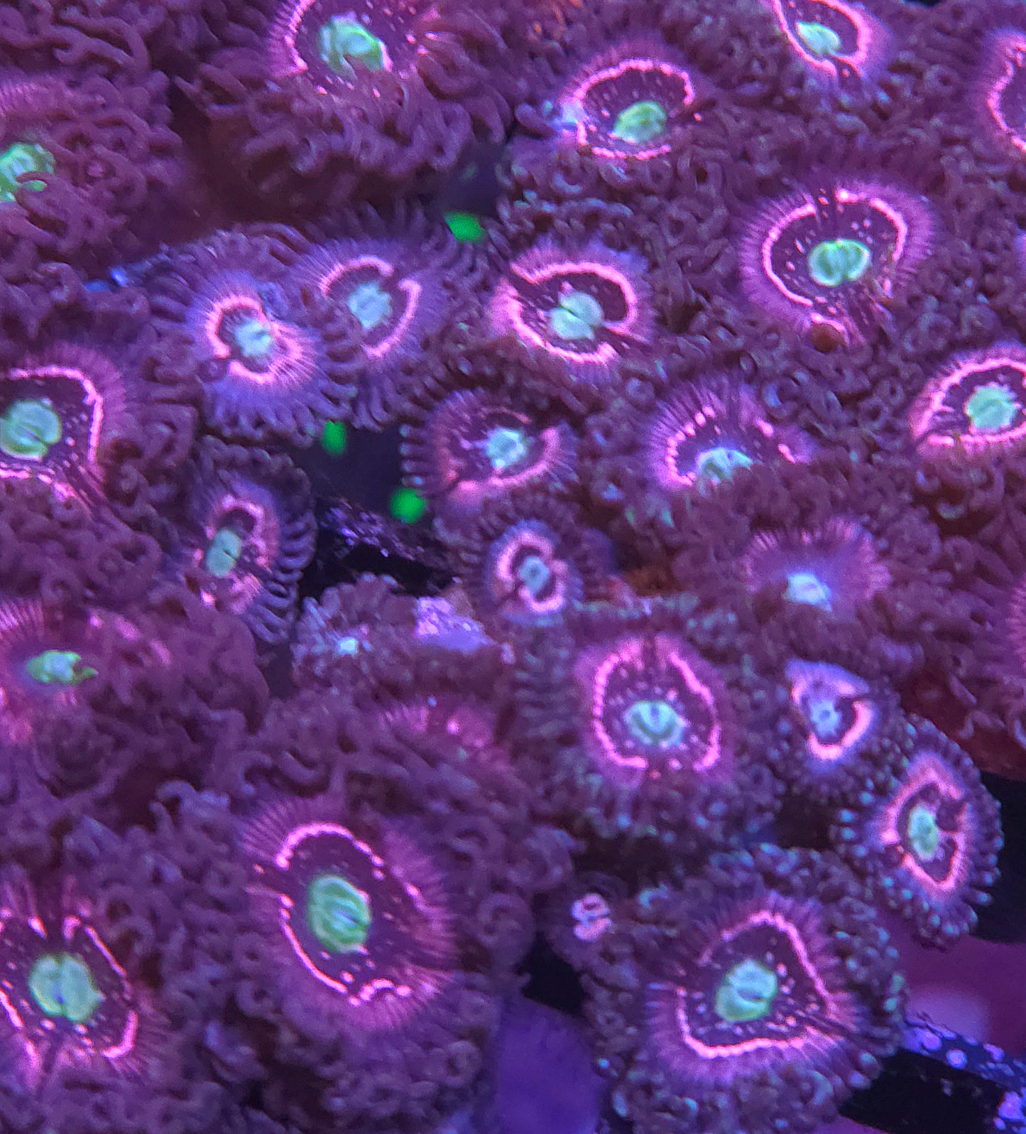 Pink Constellation Zoas