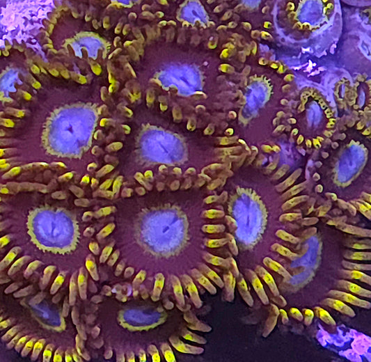 Frozen Hornet Zoas