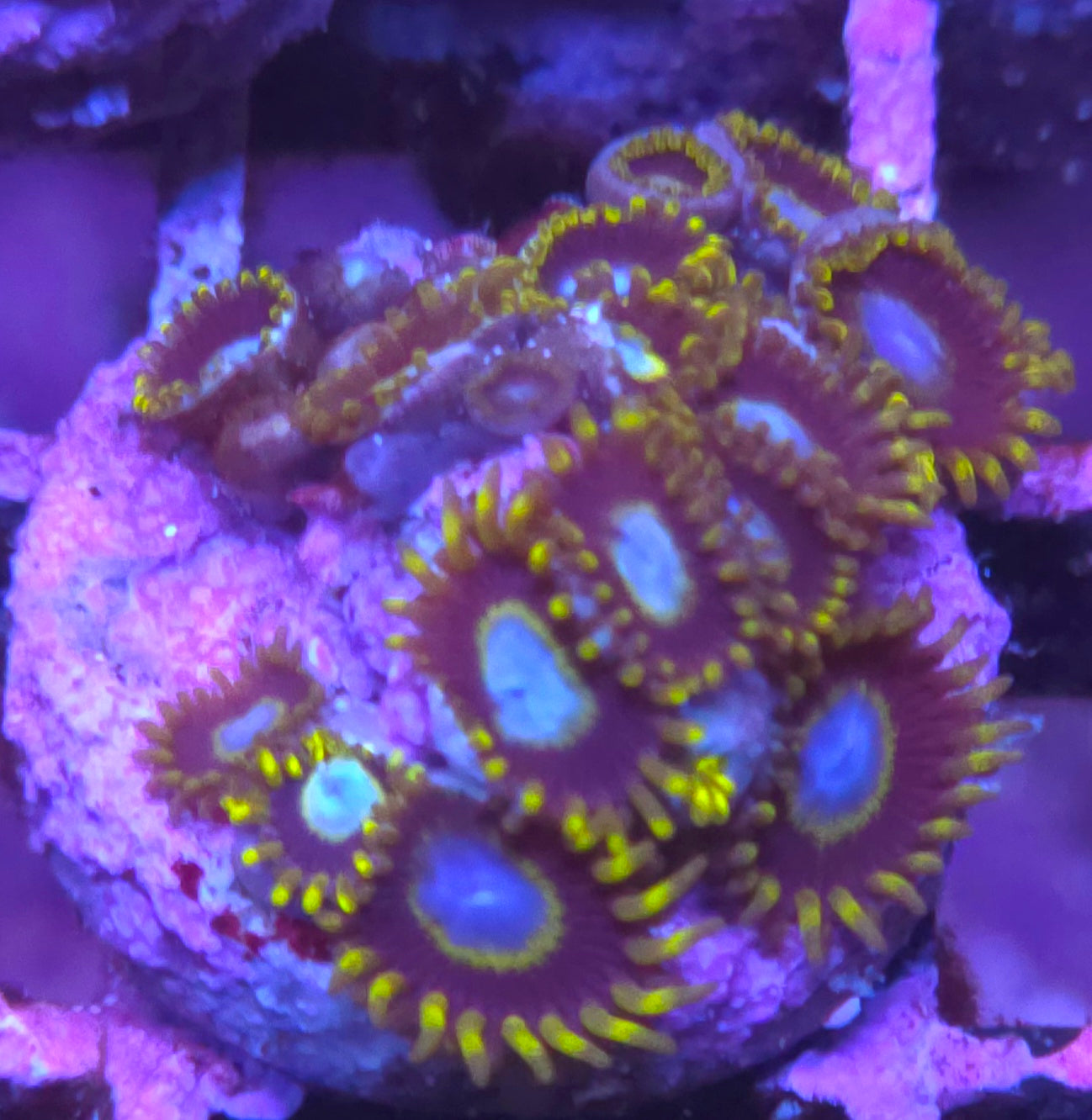 Frozen Hornet Zoas