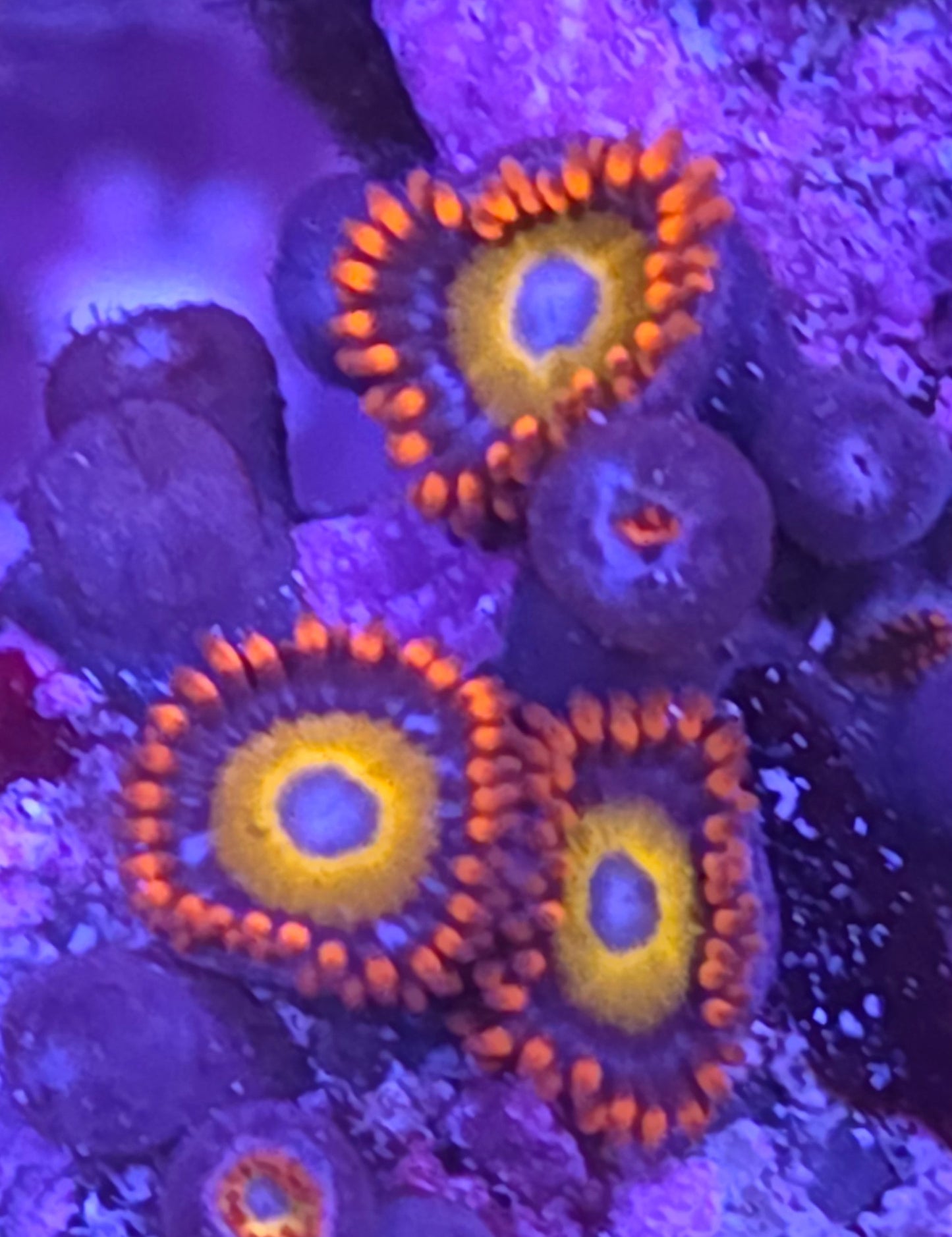 Fruit Loops Zoa