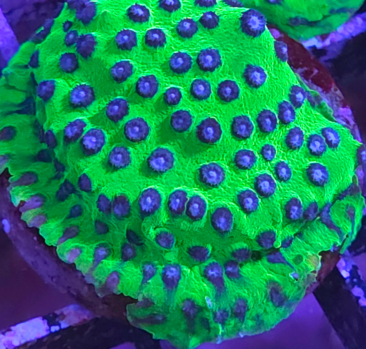 JF Master PPE Cyphastrea