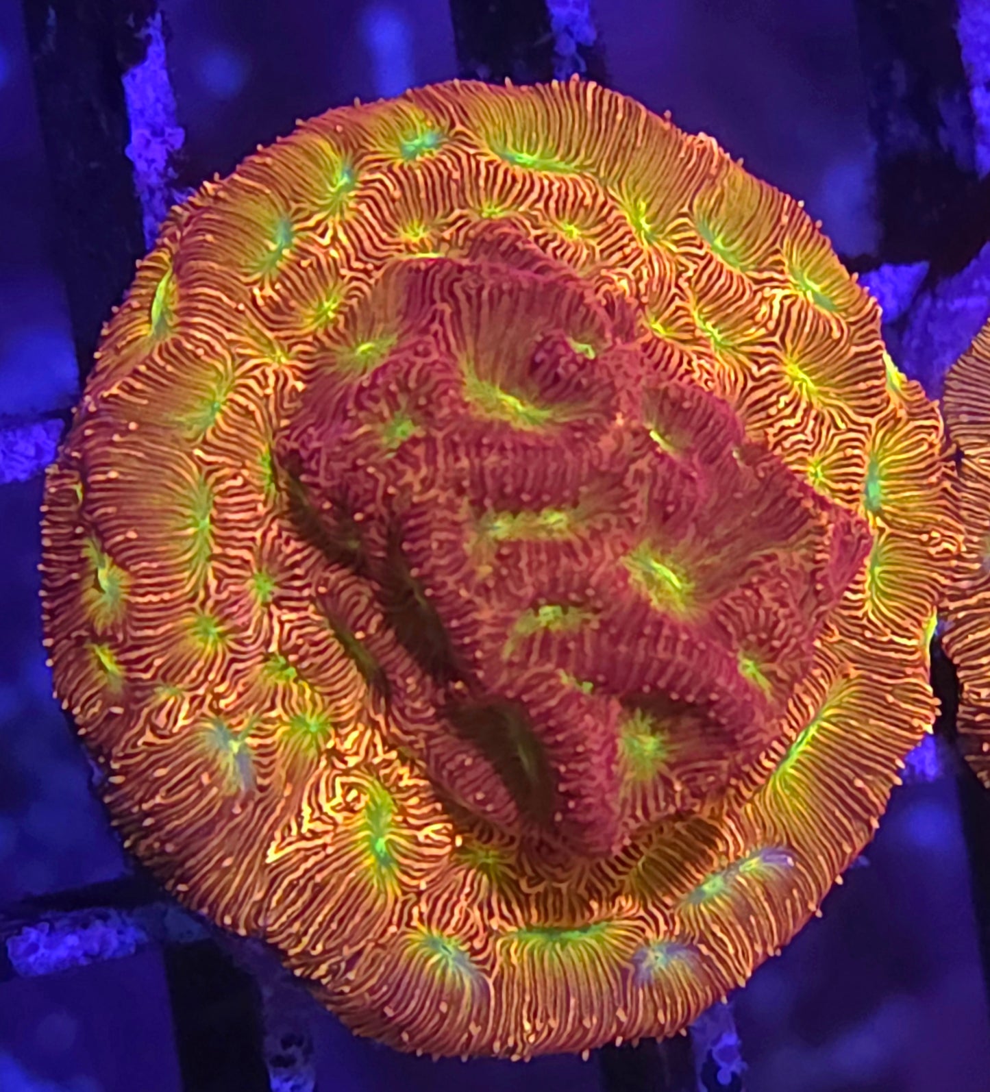 Jack O Lantern Lepto