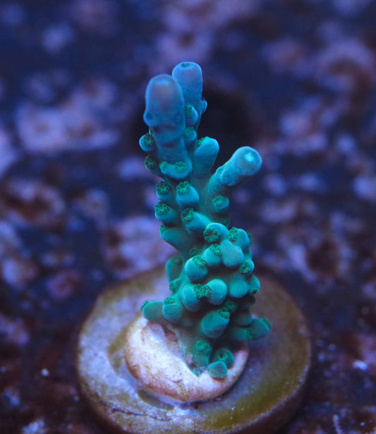 CreamCity Teal Tort