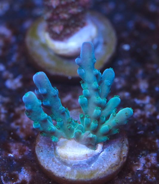 CreamCity Teal Tort