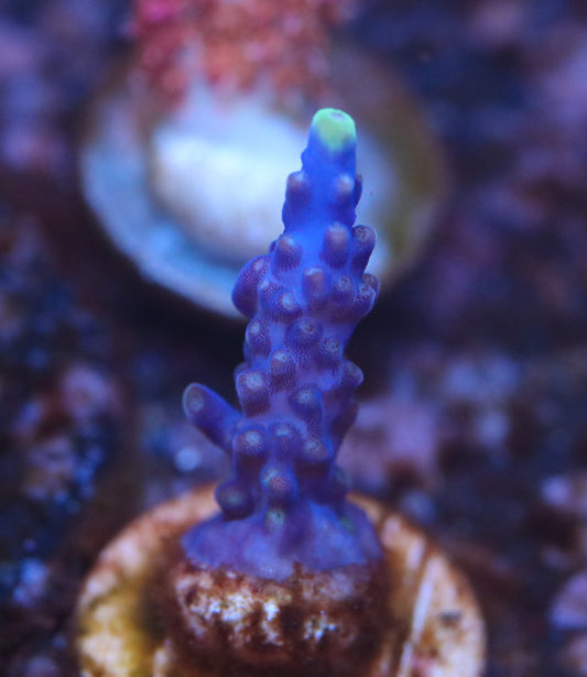 Purple Valida