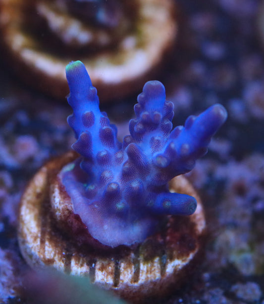 Purple Valida