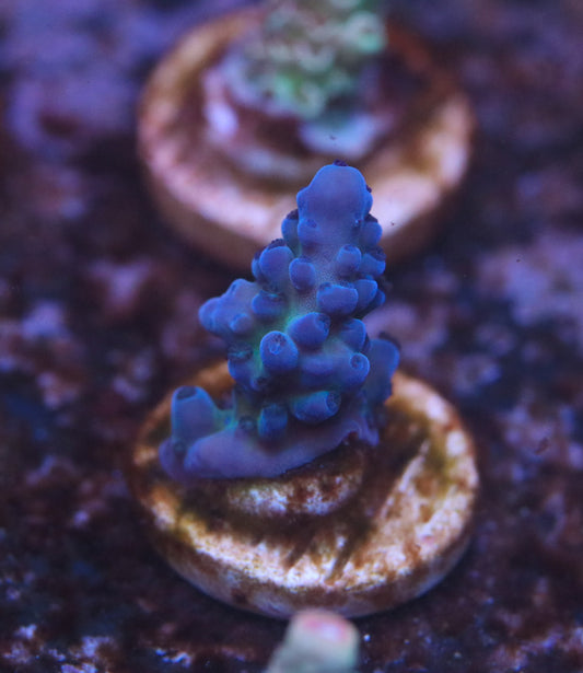 Wet Thumb's Mother of Pearl