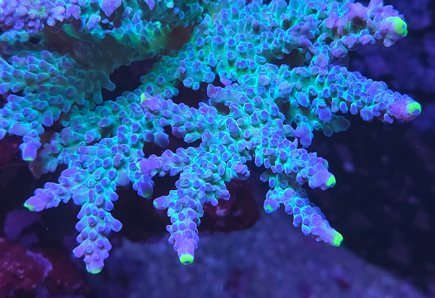WWC Yellow Tip